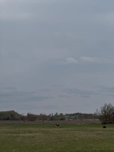 The image shows a rural landscape in Semeno-Aleksandrovka, Russia. The sky is overcast. A field of green grass stretches horizontally across the right side. A treeline runs along the middle ground, with a few buildings visible, including one with a green roof. A brown and white dog is running in the field. A black dog stands near a tree in the distance.