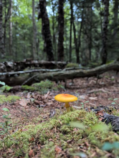 The image depicts a close-up view of a single, bright yellow mushroom with an orange-red cap, growing on a bed of moss in a forest. The mushroom is the central subject, positioned in the lower right quadrant of the frame. The background is a blurred forest scene, characterized by tall trees with dark bark and a canopy of green leaves. A fallen log or branch runs horizontally across the middle ground, adding texture to the scene. The forest floor is covered with moss, fallen leaves, and pine needles. The lighting suggests an overcast or shaded environment, typical of a forest interior. There are no people or animals visible in the image. The location is identified as Campobello Parish, Canada.