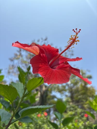 A close-up shot captures a vibrant red hibiscus flower in Tehuixtla, Mexico. The flower is in full bloom, showcasing its intricate structure with prominent stamen and pistil extending towards a clear blue sky. Green leaves and blurry background foliage suggest the flower is part of a bush or tree. The angle of the shot is from below, emphasizing the flower against the sky.