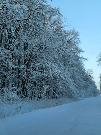The image captures a serene winter landscape in Khrinivka, Ukraine, dominated by a snow-covered forest and a path. The scene features dense trees on the left, their bare branches heavily laden with a thick layer of fresh, white snow, creating intricate frosted patterns against the darker trunks and the background forest. The snow extends to the ground, blanketing the undergrowth and the wide path or road that runs from the foreground into the distant horizon.

The sky, visible above the tree line, is a clear and vibrant blue, suggesting a bright, cold winter day, likely in the morning given the crisp light. No people or animals are visible, highlighting the undisturbed tranquility of the natural environment. The snow on the path appears untouched, indicating recent snowfall and a quiet setting. The path recedes into the distance, bordered by more snow-laden trees, with a faint hint of warmer light on the distant foliage, possibly from the rising sun. There is no visible text in the image. The overall impression is one of peacefulness, isolation, and the stark beauty of a winter wonderland.