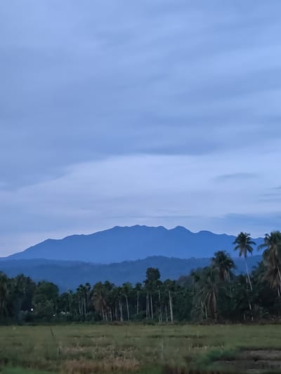 An image taken at dusk in Meunasahalue, Indonesia, captures a serene landscape dominated by a large mountain range in the background, silhouetted against a muted blue sky with scattered clouds. In the foreground, a field of green grass is visible, with a few thin, vertical wooden stakes. Beyond the field, a dense line of tall, slender trees, some with palm fronds, creates a verdant barrier. Scattered among these trees are taller, broader trees with leafy canopies, including several prominent coconut palms on the right side of the frame. The overall impression is one of natural tranquility at the end of the day.