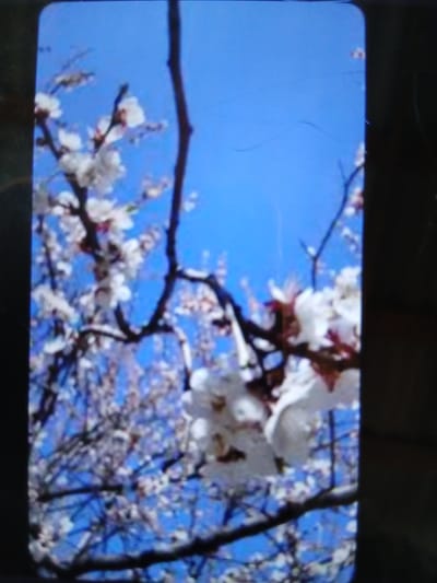 The image depicts a close-up, vertical shot of blooming cherry blossom branches against a bright blue sky. The blossoms are white with hints of pink, and the branches are dark and bare. The overall image is slightly blurred, with some visible cracks on the screen or lens, suggesting it might be a photograph taken through a display or a damaged camera. There are no people or any recognizable landmarks that would indicate a specific location within the city of Auk, Kyrgyzstan. The environment is solely composed of the flowering branches and the sky.