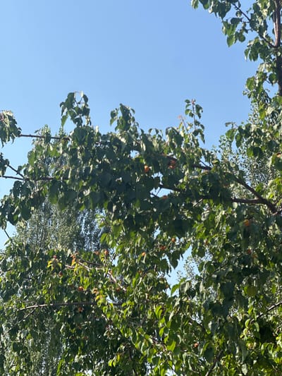 The image shows a close-up view of branches of a fruit-bearing tree, likely an apricot tree, against a clear blue sky. The leaves are lush green and some small, orange fruits are visible scattered among the foliage. The branches are dark brown and appear to be laden with fruit. In the background, more trees with dense foliage can be seen, suggesting a park or garden setting. The lighting indicates it is daytime, with sunlight illuminating the leaves and fruit. The overall impression is of a natural, outdoor scene. The image is taken from a low angle, looking upwards into the canopy of the tree. The location is identified as International, Kyrgyzstan.
