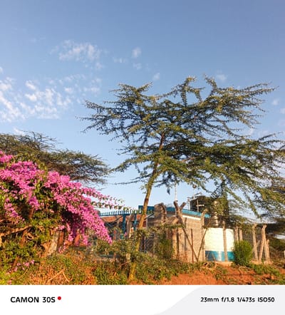 The landscape features a clear blue sky with scattered clouds, above a vibrant scene of nature and infrastructure. A large, spreading tree dominates the right side, while a burst of pink flowers adorns the left. Behind the flora and fauna, a fenced-in structure with blue accents stands, suggesting a utility or service building. The foreground is filled with dry grass and earth, adding a rustic texture to the composition. The image is captured with a CAMON 30S camera at 23mm, f/1.8, 1/473s, and ISO 50.