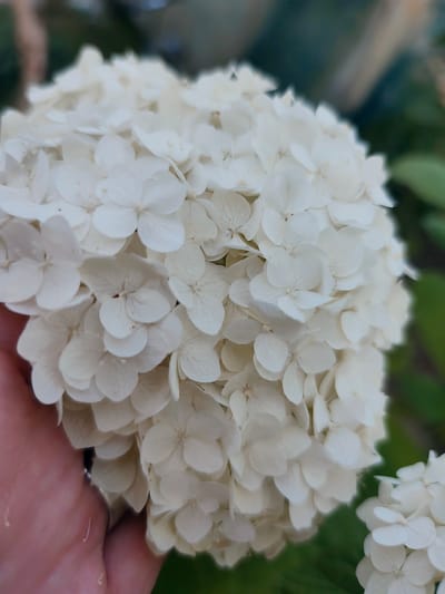 The image is a close-up, vertically oriented shot of a large, spherical cluster of small, white flowers, likely hydrangeas. The flowers are tightly packed, creating a textured, voluminous bloom. A human hand is visible in the lower left corner, gently holding a portion of the flower cluster, suggesting the flowers are being presented or examined. The background is softly blurred, with hints of green foliage and some darker, indistinct shapes that could be other plants or parts of the environment, indicating an outdoor setting. The lighting appears to be natural daylight, possibly overcast, as there are no harsh shadows and the overall tone is soft. The focus is sharp on the flowers, highlighting their delicate petals and intricate structures. Another smaller cluster of similar white flowers is visible in the lower right corner, out of focus. The scene evokes a feeling of nature's beauty and the tactile experience of interacting with delicate flora. There is no visible text in the image. The image was likely taken outdoors in a garden or natural setting in Goyany, Moldova.