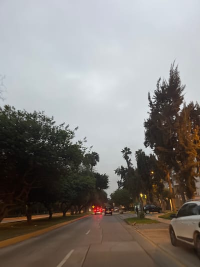 The image, oriented vertically, captures a street scene in San Borja, Peru, under an overcast, light gray sky. Numerous trees with dense, dark green foliage line both sides of the paved road, creating a canopy that partially obscures the background.

The road features a white dashed line for lane separation and a distinct yellow curb. Several vehicles are visible on the road. A white car occupies the upper right portion of the frame (when correctly oriented), and further down the street, multiple red brake lights are illuminated, suggesting vehicles are stopped or slowing down, possibly due to traffic. Artificial yellowish lights, likely from streetlights or distant buildings, pierce through the tree canopy, indicating dim ambient lighting.

The overall light is low, pointing to either early morning or evening hours. There are no clear indications of human activity or specific individuals. No discernible text is visible within the frame. The scene conveys a quiet, urban atmosphere under a muted sky.