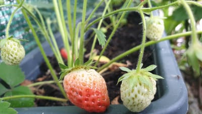 This media file is a close-up, eye-level shot of several unripe and one partially ripe strawberry fruits on a plant. The strawberries are green, with some showing the beginnings of red coloration on one side. They are attached to thin, hairy stems. The plant has green leaves and is growing in dark soil within a dark grey or black planter. The background is blurred, showing more of the plant's stems and leaves, and a green patterned surface, possibly netting or fabric. The scene appears to be outdoors, given the natural lighting and plant growth. There is no visible text. The image evokes a sense of growth and anticipation for ripe fruit. The time of day and weather are not explicitly indicated but the lighting suggests it is daytime. The location is identified as Vrchotovy Janovice, Czechia.