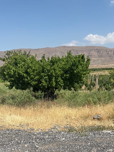 The image depicts a rural scene in Paruyr Sevak, Armenia. The prominent subjects are a lush green tree and a vast mountainous backdrop under a clear blue sky with scattered white clouds. To the right of the tree, the ground transitions from green vegetation to dry, golden grass and then to a gravel path. A single grey rock rests on the dry grass near the edge of the path. In the background, a series of wooden posts create a fence-like structure amidst more vegetation. The lighting suggests it is daytime, likely mid-morning or afternoon, with bright sunlight illuminating the scene. The overall atmosphere is serene and natural. There is no visible text in the image.