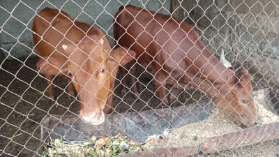 Two brown calves are standing in a pen. The calf on the left is looking at the camera, and the calf on the right is eating from a trough. The pen is made of wire mesh and has a dirt floor. There is some hay and other organic matter in the trough. The background of the pen appears to be a stone wall. The scene is located in the city of Onaldy, Turkmenistan.