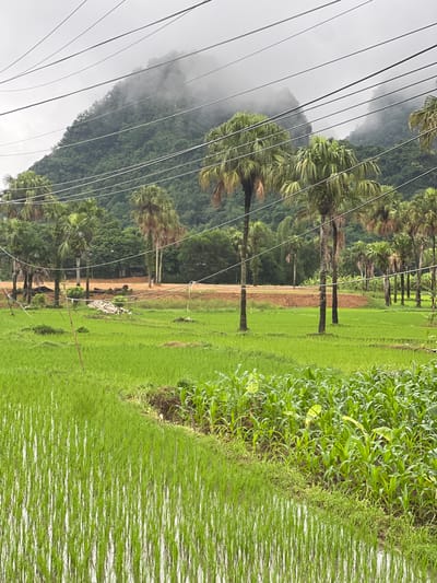 This image depicts a rural landscape in Son Duong Commune, Vietnam, under a cloudy sky. In the foreground, a flooded rice paddy with young green rice shoots is visible. Adjacent to the rice paddy, a crop of corn plants is growing. In the midground, there is a dirt road and a small pile of white rocks. A cluster of palm trees and other trees stand behind the road. In the background, a dense, forested mountain shrouded in mist rises, with power lines running across the frame in the upper portion of the image. The scene is one of agricultural land with a natural mountainous backdrop.