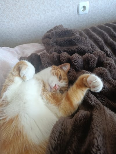 A ginger and white cat is lying on its back on a fluffy brown blanket, with its paws in the air. The cat is looking at the camera with a relaxed expression. The background is a textured wallpaper with a white electrical outlet on the wall. The scene appears to be indoors, possibly a bedroom, given the bedding and the cat's relaxed posture. The lighting suggests it is daytime. No text is visible in the image. The location context provided is Berdychiv, Ukraine.