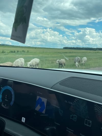 The image, taken from inside a vehicle in the city of Shalkar, Kazakhstan, captures a scenic view of a rural landscape. Through the car's windshield, several sheep are visible grazing in a wide, green field under a cloudy sky. The foreground shows a portion of the car's dashboard, including a digital display with various icons and text, indicating it is a modern vehicle. A small sticker with a QR code is adhered to the dashboard. The overall scene depicts a journey through the countryside, with the natural environment contrasted against the technological elements of the car.