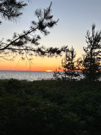 The image shows a sunset over the Baltic Sea, as viewed from a coastal area in Meremõisa, Estonia. Pine trees and wild rose bushes are in the foreground, silhouetted against the vibrant orange and yellow hues of the setting sun. The sea is calm, with a gentle ripple on its surface. The sky transitions from a clear, pale blue at the top to a gradient of orange and yellow near the horizon. The overall scene depicts a tranquil natural landscape at dusk.