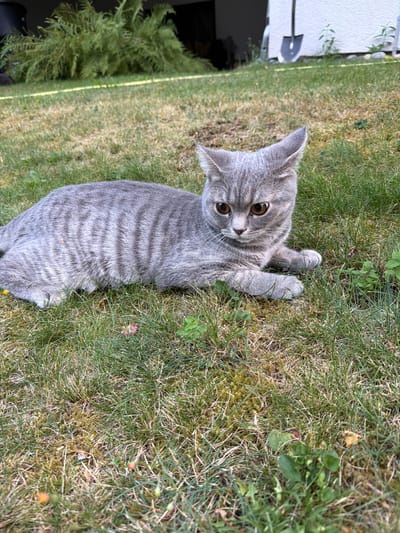 A grey tabby cat with striking amber eyes is lying on a patch of green grass. The cat is positioned in the foreground, facing to the right of the frame. Its fur exhibits distinct darker grey stripes, characteristic of the tabby pattern. The cat's ears are pointed, and its posture suggests a relaxed but alert state. The background of the image includes a dense cluster of ferns on the left, and a white building with a shovel leaning against it on the right. The overall setting appears to be an outdoor garden or yard, possibly in the city of Creußen, Germany, given the architectural style visible. The grass in the foreground is a mix of green and some drier, yellowed patches, with a few small plants and possibly fallen flower petals scattered around. The lighting indicates it is daytime, with soft, natural light illuminating the scene.