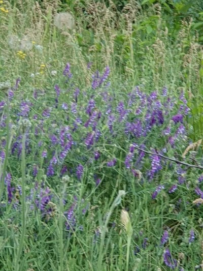 The image depicts a patch of wild vegetation, primarily consisting of tall green grasses and interspersed with numerous small purple flowers. Some of the vegetation appears dry and straw-colored, suggesting a late spring or summer season. In the upper left quadrant, there are a few blurry, pale yellow objects that might be dried flower heads or seed pods, possibly of a dandelion or similar plant. The overall impression is of a natural, uncultivated area. The location is described as Novoivanivka, Ukraine, implying this is a scene from that region. No people or animals are visible in the image.