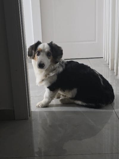 A border collie dog with a predominantly black back and white and gray face and chest lies on a tiled floor next to a white door. The dog gazes directly into the camera. The door has white panels above a gray baseboard. The tiled floor shows shadows and variations in color.