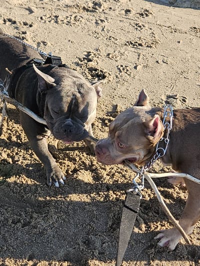 Two pit bull dogs are lying on sandy ground under bright sunlight. One dog, with a lighter brown coat, is positioned on its side, looking upwards with its head slightly tilted. It wears a metal chain collar and is tethered by a leash. The other dog, with a darker gray coat, is lying on its back, its head resting on a light-colored stick. Its front paw is extended, and it also wears a collar. The sandy ground shows footprints. The overall scene suggests a relaxed outdoor setting, possibly a beach or park, given the sand and the presence of dogs. The bright sunlight indicates it is likely daytime.