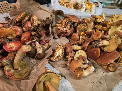 The image depicts a collection of freshly foraged mushrooms spread out on brown paper and a countertop. The mushrooms vary in size, shape, and color, with some having distinct red caps and others with brown and yellow hues. Several are partially cleaned, showing their stems and the undersides of their caps, which reveal pores rather than gills. In the background, a white plastic bag filled with more mushrooms and some greenery can be seen. The scene is likely indoors, possibly in a kitchen or dining area, given the countertop surface and the presence of what appears to be a placemat or a similar tabletop accessory. The lighting suggests it's daytime, possibly with natural light contributing to the scene. There are no people visible in the image, and no specific location within Alpharetta, United States of America, can be identified from the visual cues present.
