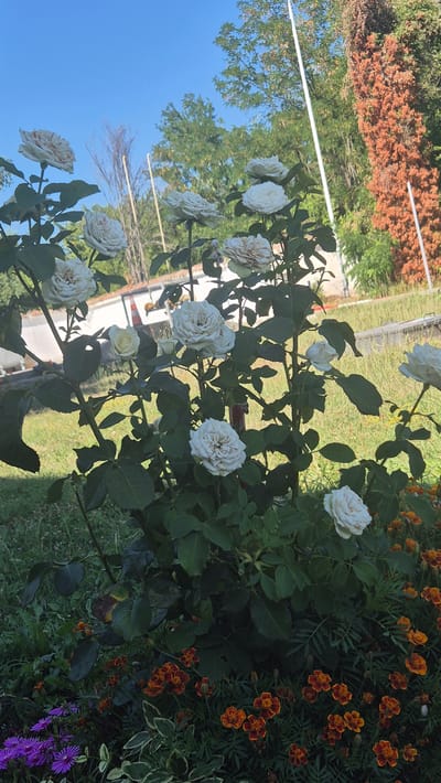 A bush of white roses with some faded petals is in the center of the frame. The rose bush has dark green leaves and is surrounded by smaller orange and yellow flowers in the foreground. In the background, a lawn is visible, as well as trees and a white fence. A tall orange-brown tree is to the right of the frame. The sky is blue with a few wispy clouds. The location is a garden in Momin Sbor, Bulgaria.