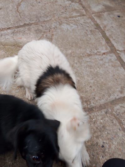 Two dogs, one black and one white and brown, are on a concrete patio. The black dog is in the foreground, facing the viewer, with its head tilted slightly to the right. The white and brown dog is behind the black dog, facing away from the viewer, with its body angled to the left. The dogs appear to be interacting or playing. The background consists of cracked concrete slabs and some dirt. The scene is outdoors, likely in a backyard or alleyway. No specific landmarks or identifying features of Parkany, Moldova are visible.