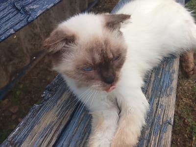 A Siamese cat with blue eyes and light brown markings on its ears and face is lying on a weathered, blue-painted wooden bench. The cat's tongue is slightly extended. The bench appears to be outdoors, with a patch of dry grass and dirt visible in the background.