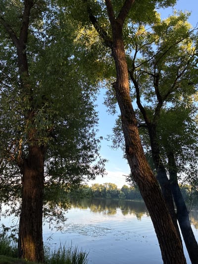 The image captures a tranquil scene by the riverbank in Il'inskoye, Russia, bathed in the warm glow of what appears to be late afternoon or early morning sunlight. Three large trees with textured bark dominate the foreground, their branches laden with lush green leaves. The trees lean over the calm, reflective surface of the river, which is dotted with patches of aquatic vegetation. In the background, a dense line of trees forms the opposite bank of the river, creating a verdant horizon. The sky above is a clear, bright blue, with a few wispy clouds present. The overall impression is one of natural beauty and serenity.