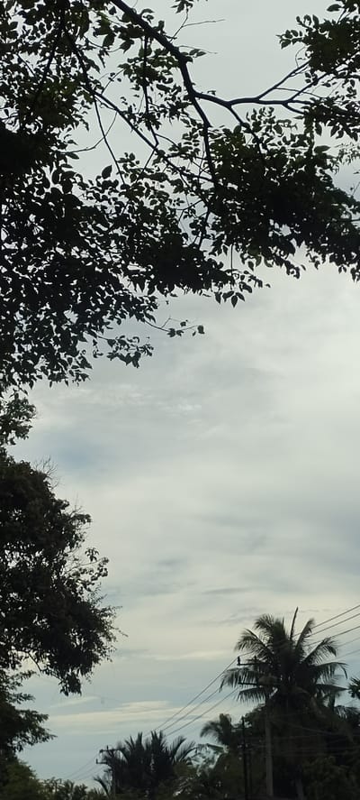 The image shows a view in Matangpanyang, Indonesia. The sky is overcast with light gray clouds. Silhouetted tree branches and leaves frame the top left of the image. Other trees, including palm trees, are visible in the lower part of the frame. Power lines stretch across the lower right portion of the sky. A bird is perched on one of the power lines. The lighting suggests an overcast day.