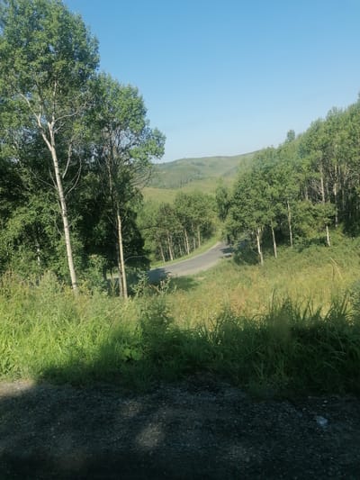 An outdoor shot captures a winding asphalt road disappearing into a treeline of mixed deciduous trees. The road is bordered by tall green grass on the right, and on the left, by more trees and grass. In the background, rolling green hills under a clear blue sky complete the scene. There are no people or animals visible in the image. The photograph appears to have been taken from a moving vehicle, as evidenced by the blurred foreground of gravel and grass. The setting suggests a rural or suburban area, likely during daylight hours with good weather conditions.
