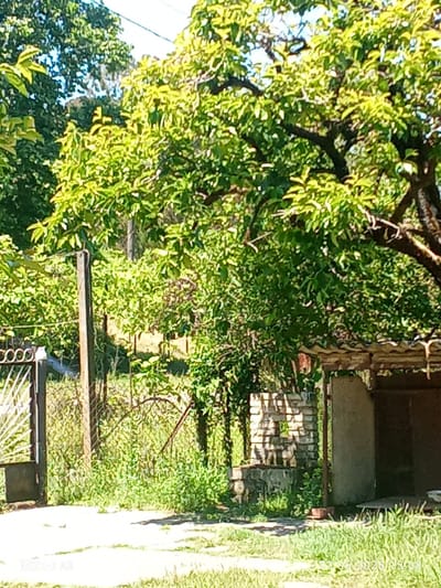 The image depicts an outdoor scene with lush green foliage dominating the frame. A large tree with dense, vibrant green leaves occupies the center and right side of the image, its branches reaching upwards and outwards. To the left, a metal gate with an ornate circular design is visible, partially obscured by the foliage. Behind the gate, a chain-link fence stretches horizontally across the scene, supported by wooden posts. In the background, there's an abundance of greenery, suggesting a natural or garden setting. To the right of the frame, a rudimentary structure with a corrugated roof and brickwork is partially visible, appearing to be an open-sided shelter or outbuilding. The ground is covered in grass and some paved areas. The lighting suggests a sunny day. A watermark in the bottom left corner reads "REDMI A3", and a date/time stamp "23.06.2026/13:08" is present in the bottom right corner. The location is stated as Pshap, Abkhazia.