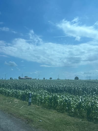 This image depicts a vast field of corn under a bright blue sky with scattered clouds. In the distance, several wind turbines are visible, suggesting a location with a focus on renewable energy. The corn stalks are tall and lush green, indicating a healthy crop. A dirt road runs along the left side of the frame, bordering the cornfield. A small, dark signpost is also present on the grassy shoulder of the road. The scene appears to be a rural landscape in the city of Jeneponto, Indonesia, known for its agricultural production and wind energy projects. The overall impression is one of a peaceful, agrarian setting with a modern technological element.