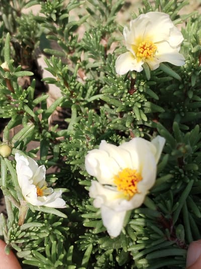 The image shows a close-up of several white and yellow flowers with green, succulent-like leaves. The flowers are in various stages of bloom, with some fully open and others still partially closed. The petals of the open flowers are white with hints of yellow near the center, and they have bright yellow stamens with reddish-brown tips. The leaves are thick, fleshy, and arranged densely along the stems, creating a bushy appearance. In the foreground, a person's thumb and index finger are visible, gently holding the plant. The background is blurred, suggesting a shallow depth of field, but hints at a dry, perhaps sandy or earthy substrate. The lighting indicates it is daytime, with sunlight casting shadows and highlighting the textures of the leaves and petals. The overall scene evokes a sense of natural beauty and tranquility, possibly in a garden or natural setting. There is no visible text in the image.