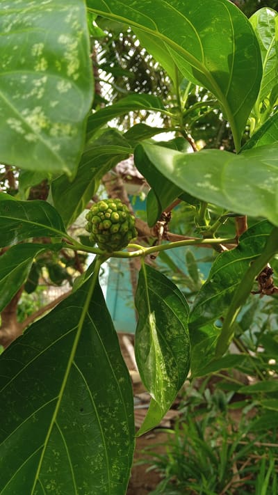 A close-up, outdoor, eye-level, vertical shot captures a green, unripe Noni fruit, also known as Morinda citrifolia, hanging from a branch amidst lush foliage. The fruit, roughly spherical and about the size of a golf ball, is composed of numerous small, segmented drupelets. Its surface is textured and bumpy, with tiny green protrusions. The surrounding leaves are broad, ovate, and a vibrant green, some displaying lighter green mottling. Sunlight filters through the leaves, creating dappled light and shadow. The background is blurred, suggesting a natural environment, possibly a garden or park, with hints of tree branches and greenery. The image was taken in Tanjong Krueng, Indonesia.