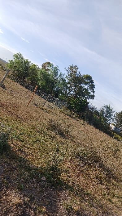 The image displays an outdoor, undeveloped landscape within Kaputiei North ward, Kenya. The terrain slopes upward from left to right, covered primarily by dry, light brown grasses and sporadic low-lying green shrubs. A wire fence spans diagonally across the middle ground, extending from the lower left to the upper right. This fence is supported by visible posts, including a grey post on the far left and a reddish-brown wooden post centrally located along the fence line. Behind the fence, a dense line of green-foliaged trees and bushes forms a natural barrier. In the far distance on the left horizon, faint vertical structures, possibly power poles or towers, are discernible. Toward the far right, beyond the tree line, a small white structure, likely part of a building, is faintly visible. The sky occupies the upper portion of the frame, showing a clear light blue color with diffuse white cirrus clouds. No individuals, animals, or direct activities are observed within the scene. The lighting conditions indicate daytime.