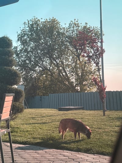 The image presents an outdoor scene with a dog on a grassy area in Gorno Aleksandrovo, Bulgaria. The dog, a medium-sized breed with reddish-brown fur and white markings, is positioned on green grass adjacent to a paved area, made of gray bricks. In the background, there is a metal fence, a tree with green and reddish leaves, and pruned bushes. Overhead, a metal pole crosses the scene. The sky appears blue and somewhat hazy. A portion of a chair is visible in the lower right corner.