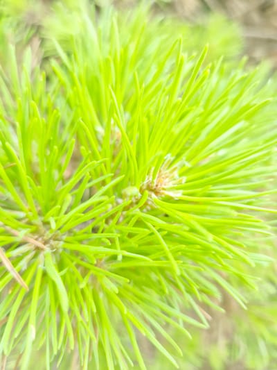 A close-up, shallow depth-of-field photograph showcases bright green pine needles. The needles are densely packed, radiating outwards from a central point on a pine branch. The background is blurred, showing soft tones of green and tan, suggesting a natural outdoor environment. There is no indication of any specific location in the city of Rzeszów, Poland, or any people, actions, or interactions.