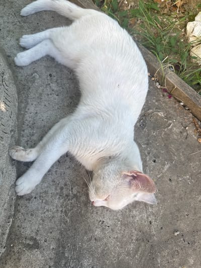 A white cat is sleeping on a concrete surface. The cat is lying on its side with its eyes closed and paws tucked in. Its fur is clean and white, and its ears are pointed upwards. The concrete surface is rough and textured, with some cracks and discoloration. To the left of the cat, there is a patch of green grass and some dry leaves. In the background, there is a wooden plank and some rocks. The lighting suggests it is daytime, possibly with bright sunlight. The scene appears to be outdoors, likely in a rural or semi-rural setting, given the presence of grass and rough ground. There is no visible text in the image. The overall mood is peaceful and relaxed, with the cat appearing to be in a deep sleep.
