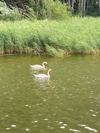 Two swans are swimming in a body of green water. The swan in the foreground is a mature white swan with its neck curved. The swan in the background is also white with its neck curved, and it appears to be swimming alongside a cygnet or younger swan that is a mottled gray and white. Behind the swans, a dense line of tall green reeds or grasses grows along the edge of the water, with trees visible in the background. The water has a rippled surface with small white reflections. This scene is set in Laténa, Switzerland, on a body of water bordered by reeds and trees.