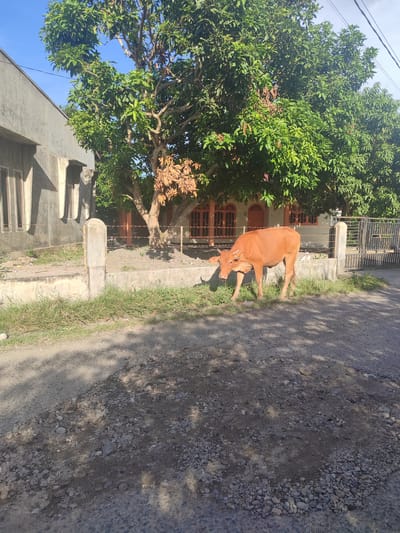 In the city of Cotglumpang, Indonesia, a brown cow grazes on grass by a dirt road. The cow is standing near a low concrete wall and a wire fence. Behind the fence, a house with orange-framed windows and a large tree with green leaves are visible. The sky is clear and blue. The scene is bathed in sunlight, casting shadows on the road.