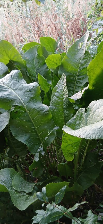 The image shows a close-up view of large, green, textured leaves of a plant, likely a horseradish plant, growing in a patch of dense foliage. The leaves are broad, with prominent veins and serrated edges, some showing signs of minor damage. The background is a blur of dried grasses and other vegetation, suggesting an outdoor, possibly wild or garden setting. There are no people or animals visible in the frame. The lighting suggests it is daytime, with natural light illuminating the scene. The overall impression is one of lush, untamed plant growth.