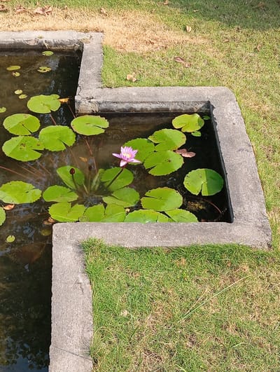 A square, concrete-edged pond containing water lilies is set within a grassy lawn. The pond is divided into two sections, the smaller section filled with lily pads and a single blooming pink water lily flower. The larger section holds more lily pads, and the water is dark. The lawn consists of green grass, and dry grass is visible in the upper right corner. The image appears to be taken outdoors. The location is assumed to be in the city of Lumbini Sanskritik, Nepal.