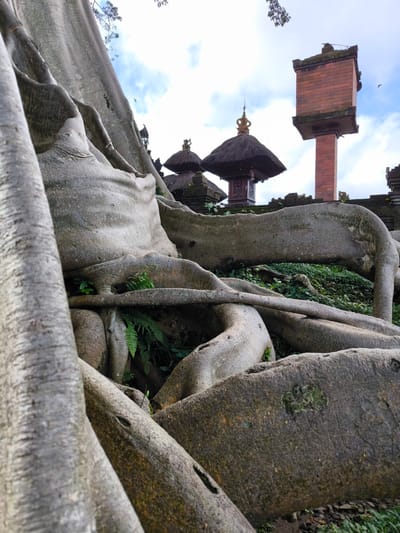 The image captures a scene in Tua, Indonesia, focusing on the massive roots of a large tree that partially obscure temple structures in the background. The roots are thick, grey, and gnarled, with patches of moss and small ferns growing among them. Beyond the roots, two temple roofs with thatched straw and ornamented spires are visible. To the right of the temple roofs stands a tall, rectangular brick structure. The sky is partly cloudy, and glimpses of greenery fill the spaces between the roots and the temple. No people are visible in the frame.