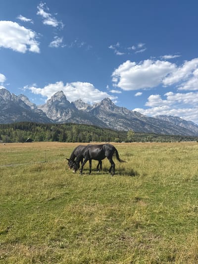 The image displays an outdoor landscape located in Alta, United States. In the foreground, two dark-colored equids, likely mules, are present in a field of green and yellowish-brown grass. Both animals are positioned centrally, with their heads lowered, actively grazing. A thin, light-colored fence wire is visible in the left midground. The midground features a dense band of dark green coniferous trees, forming a forest. Partially obscured within this forest on the left is a small, dark-colored structure, resembling a barn or outbuilding. Beyond the tree line, a prominent range of rugged, grey, rocky mountains forms the background, exhibiting multiple distinct peaks and shadowed contours. The sky above is clear blue, dotted with scattered white cumulus clouds. The scene is illuminated by natural daylight.