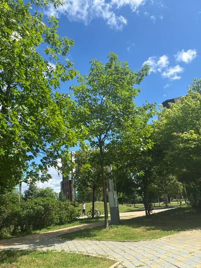 This is an eye-level, outdoor, full-shot photograph taken on a sunny day. The scene depicts a park environment with lush green trees and manicured grass, located in Podolino, Russia. A paved pathway, constructed from light-colored square tiles with yellow accents, curves through the foreground and leads into the middle ground of the image. To the left of the pathway, dense green bushes and small trees are visible, with taller trees and buildings in the background. A person, appearing to be a woman in light-colored clothing, stands beside a bicycle on the pathway in the middle ground. She is facing away from the camera and towards the right. The sky is a vibrant blue, dotted with fluffy white clouds. The overall impression is one of a peaceful, urban green space.