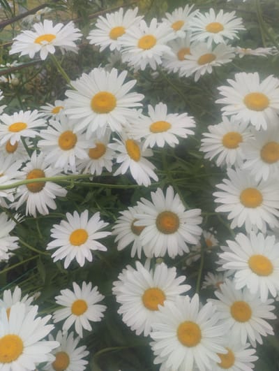 The image is a close-up, overhead shot of a dense cluster of white daisies with yellow centers. The daisies are in full bloom and fill the frame, with some slightly out of focus in the background. Green stems and leaves are visible between the flowers. The lighting is soft and diffused, suggesting an outdoor setting, possibly on a slightly overcast day. The image does not contain any information that would indicate a specific location within the city of Bandza, Georgia.