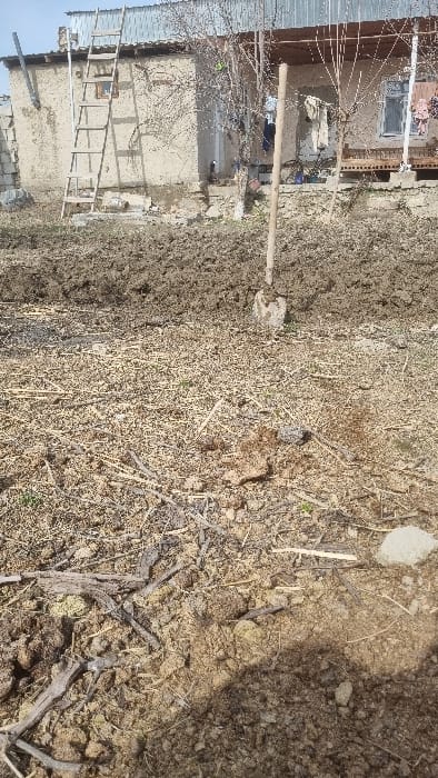 This image depicts an outdoor scene in Yangi-Khayat, Uzbekistan, focused on an area of disturbed earth in front of a modest dwelling. The foreground and lower midground consist of dry, light brown soil interspersed with dry plant debris, twigs, and small clods of earth. A visible transition separates this from a band of darker, freshly tilled or dug soil spanning the midground. A shovel, featuring a light-colored wooden handle and a metal blade encrusted with soil, is lodged upright within this disturbed earth, slightly right of the frame's center.
In the background, a single-story building with light-colored, possibly mud or plaster, walls is visible. It features a corrugated metal roof that extends into a porch or veranda supported by slender wooden posts. A wooden ladder leans against the left side of the building, extending above the roofline. Two windows with dark frames are present on the building's facade. Clothes, including light and dark garments, are hanging to dry on the porch area. Several bare deciduous trees or saplings are positioned between the tilled ground and the building. To the far left, a partial view of a stone or concrete block wall is visible. The sky overhead is a clear, light blue. No individuals are present in the scene. The overall impression is one of recent agricultural or gardening activity in a rural or semi-rural domestic setting.