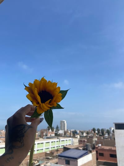 A person's hand holds a sunflower against a backdrop of a clear blue sky and urban landscape. The sunflower has bright yellow petals and dark green leaves. The hand has a tattoo on the wrist. In the background, a dense cityscape is visible. The setting is San Miguel, Peru. The buildings have a mix of light and dark colors.