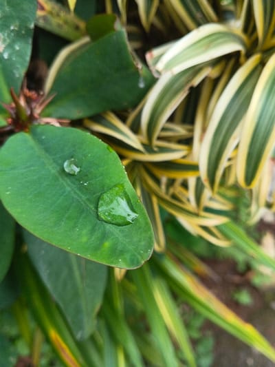 A close-up image showcases vibrant greenery. A glossy green leaf, adorned with two clear water droplets, takes center stage. Behind it, another green leaf and a thorny stem add depth. Adjacent to the green leaves is a cluster of long, pointed leaves with yellow and white stripes. The overall composition is soft and the colors are vivid, creating a fresh and natural aesthetic.