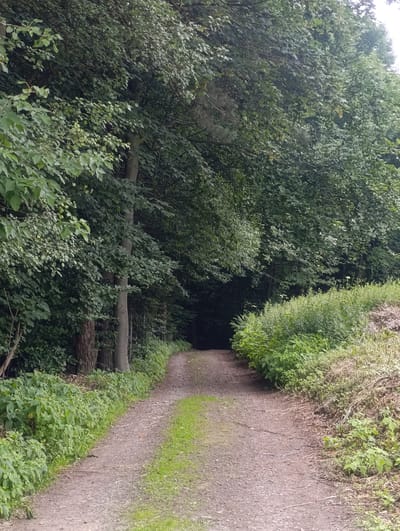 A dirt path curves through a dense forest, bordered by lush green foliage on both sides. The path leads into a dark, shadowed area of the woods. The vegetation appears healthy and abundant, indicating a natural, possibly undeveloped, environment. The lighting suggests an overcast day. The scene is devoid of human presence.