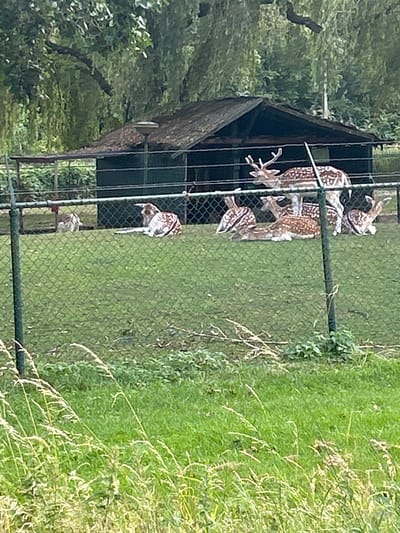 The image depicts a group of fallow deer within an enclosure, likely a zoo or wildlife park, in Rosmalen, Netherlands. The deer are characterized by their distinctive spotted coats, with some exhibiting antlers. They are positioned near a wooden structure with a slanted roof, possibly a shelter. The enclosure is bordered by a green chain-link fence, with lush green grass and some tall, dry grass outside the fence. Trees with dense green foliage are visible in the background, suggesting a natural or semi-natural environment. The lighting indicates it is daytime, and the bright green of the grass suggests fair weather, likely a warm season. The overall scene conveys a sense of peaceful coexistence between the animals and their controlled environment. There is no visible text in the image.