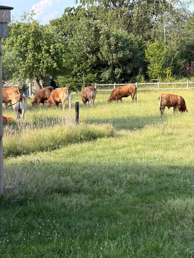 A herd of cows grazes in a field with tall grass. The cows are various shades of brown and white. In the background, there are trees and a white fence. The scene appears to be in a rural area, possibly a farm. The sun is shining, casting shadows on the grass, suggesting it is daytime. The image is taken from a slightly elevated perspective, looking down on the field and cows. There are no people visible in the image. The overall impression is one of a peaceful pastoral scene.